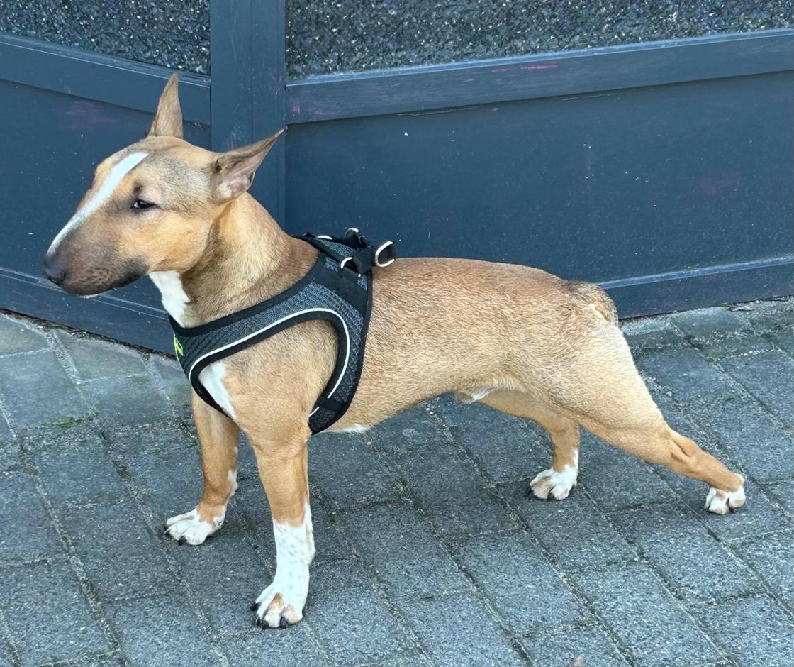 Apollo, der Bullterrier und das Maskottchen der Fahrschule Palme in Eberswalde, steht im Geschirr vor der Fahrschule